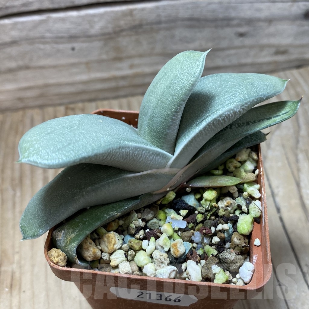 SH21366 Gasteria hybrid - Image 2