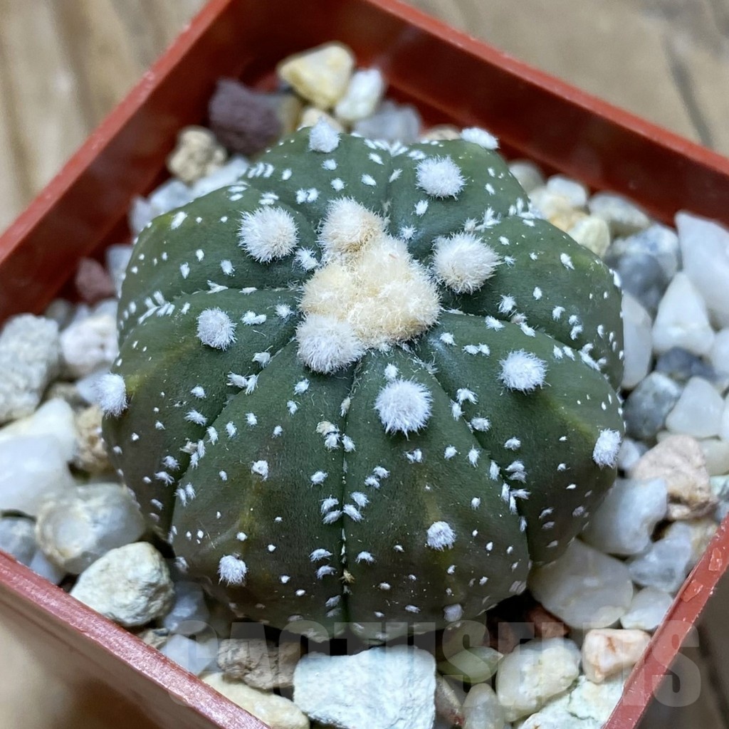 SH21445 Astrophytum asterias ‘Ooibo' hybrid