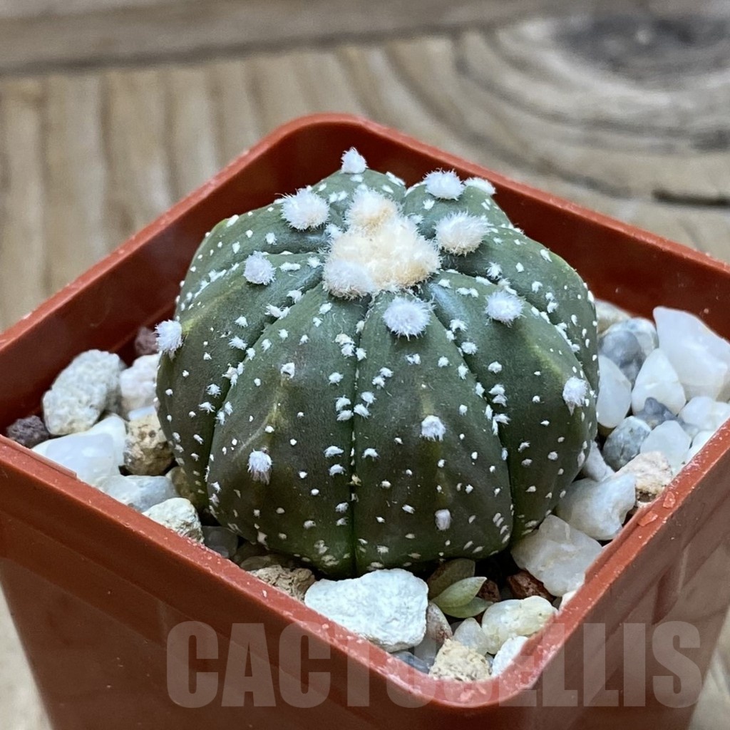 SH21445 Astrophytum asterias ‘Ooibo' hybrid - Image 2