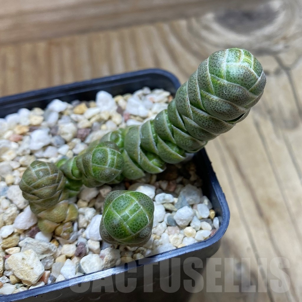 SH21413 Crassula barklyi