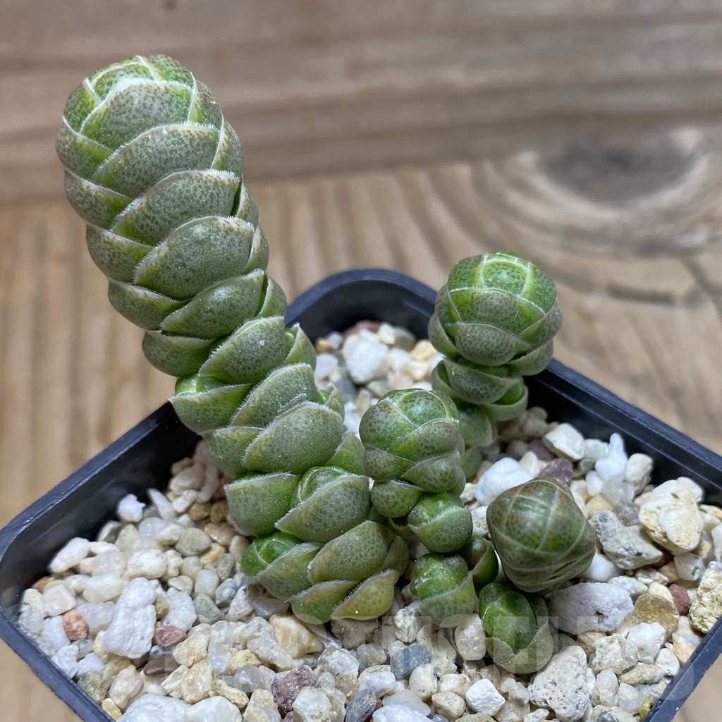 SH21413 Crassula barklyi - Image 2