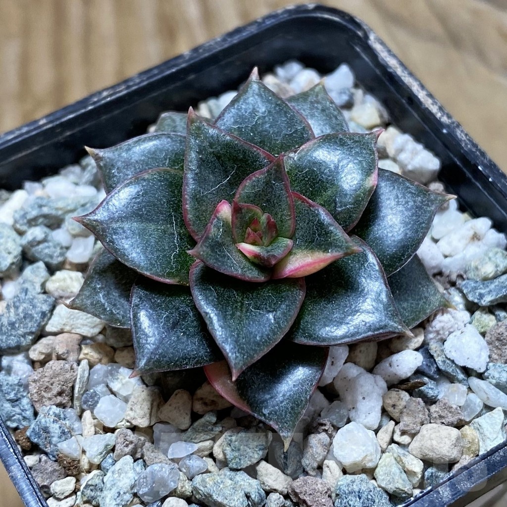 SH21414 Echeveria purpusorum f. variegata