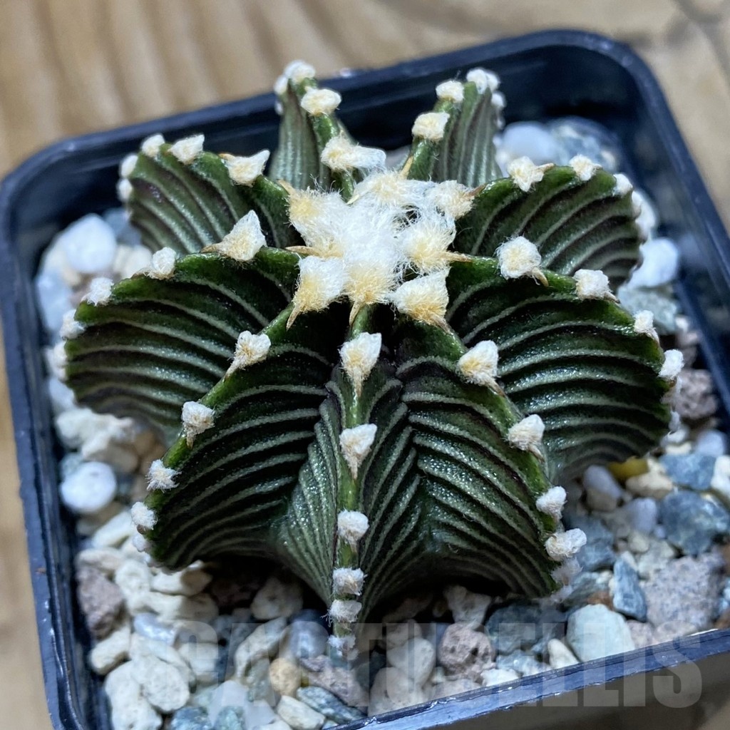 SH21459 Gymnocalycium friedrichii LB2178