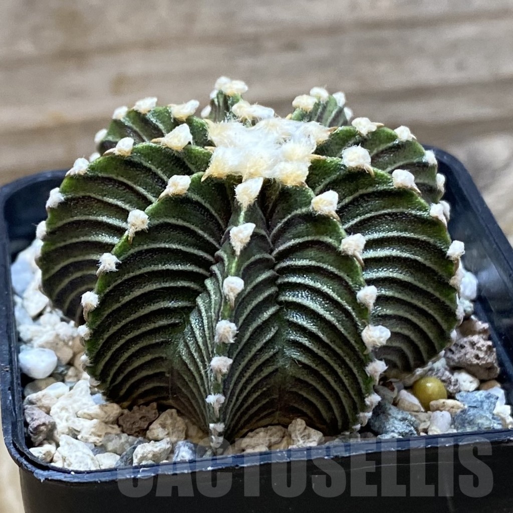 SH21459 Gymnocalycium friedrichii LB2178 - Image 2