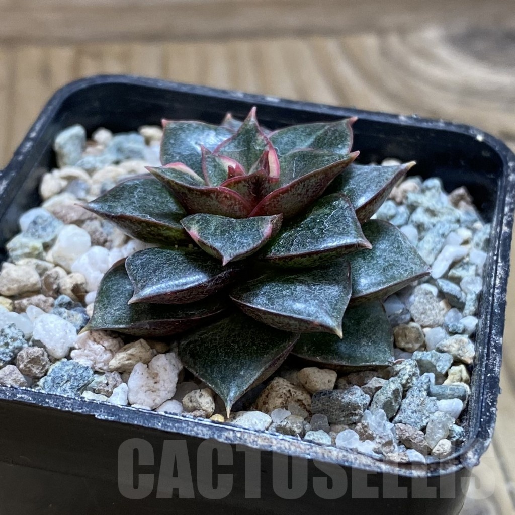 SH21414 Echeveria purpusorum f. variegata - Image 2