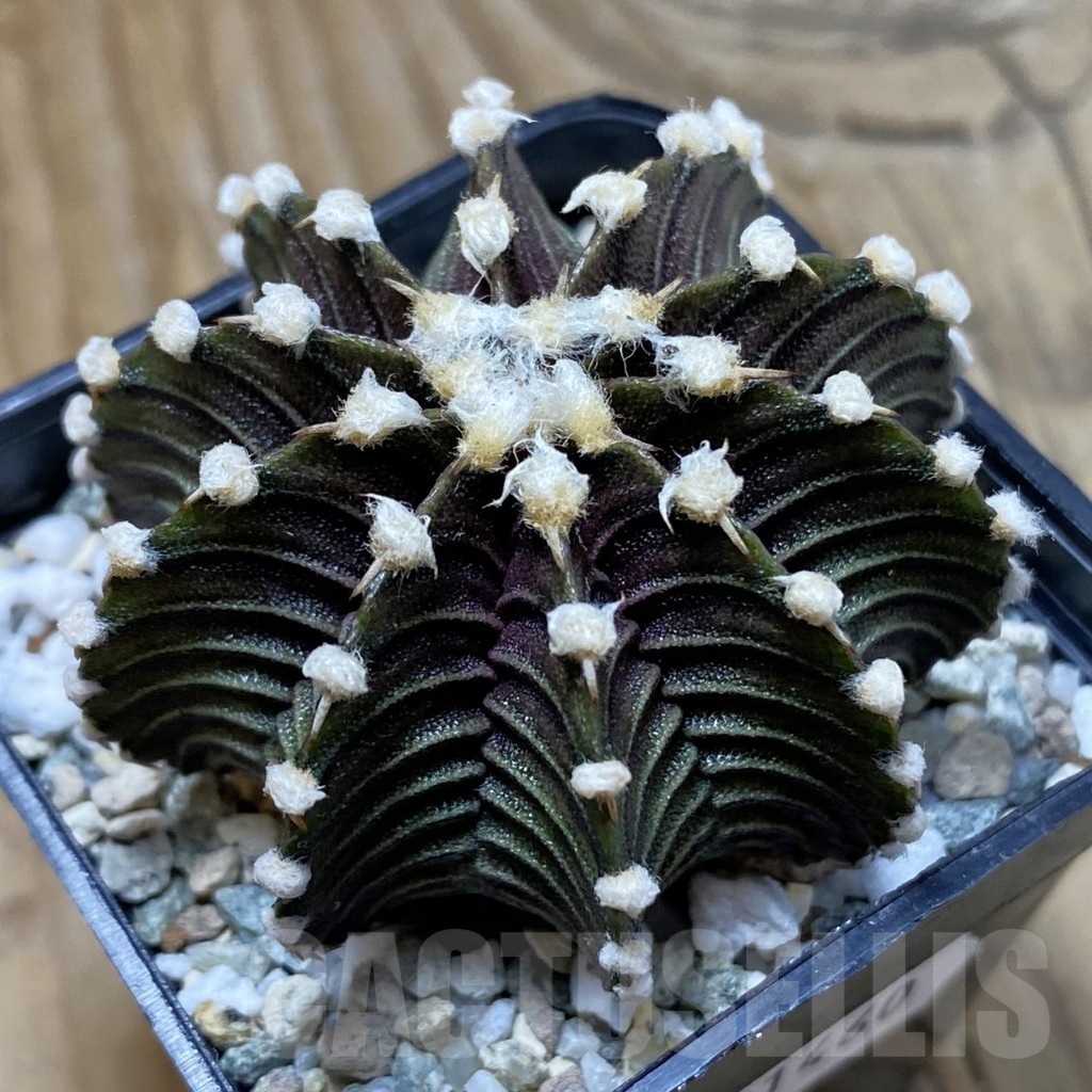 SH21460 Gymnocalycium friedrichii VOS1241