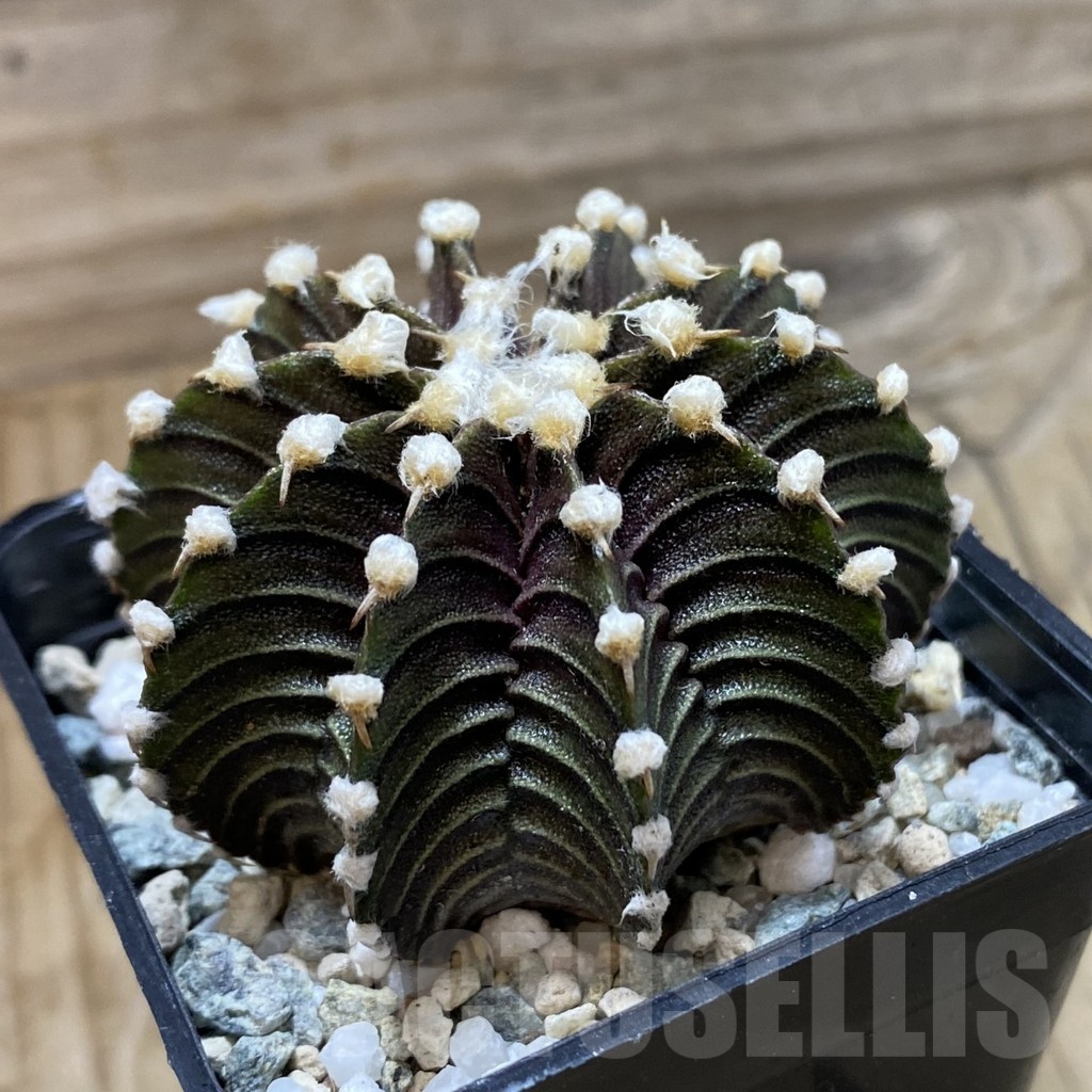 SH21460 Gymnocalycium friedrichii VOS1241 - Image 2