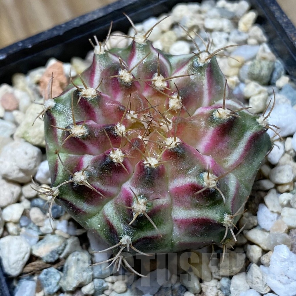 SH21462 Gymnocalycium mihanovichii ‘Neon’ hybrid
