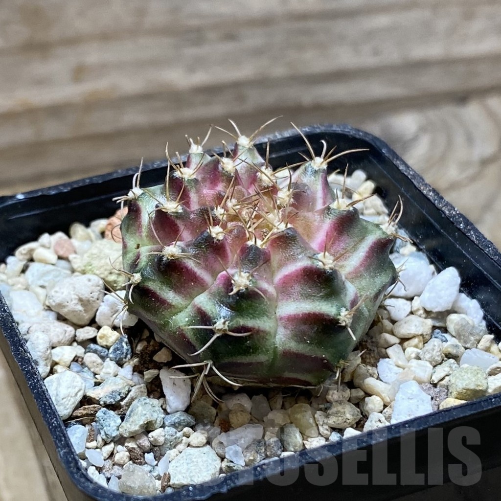 SH21462 Gymnocalycium mihanovichii ‘Neon’ hybrid - Image 2