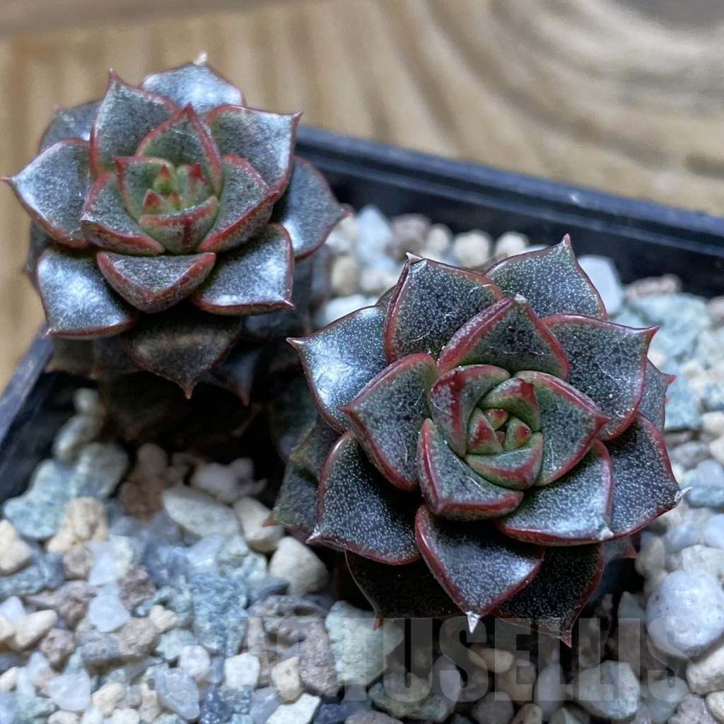 SH21415 Echeveria purpusorum hybrid