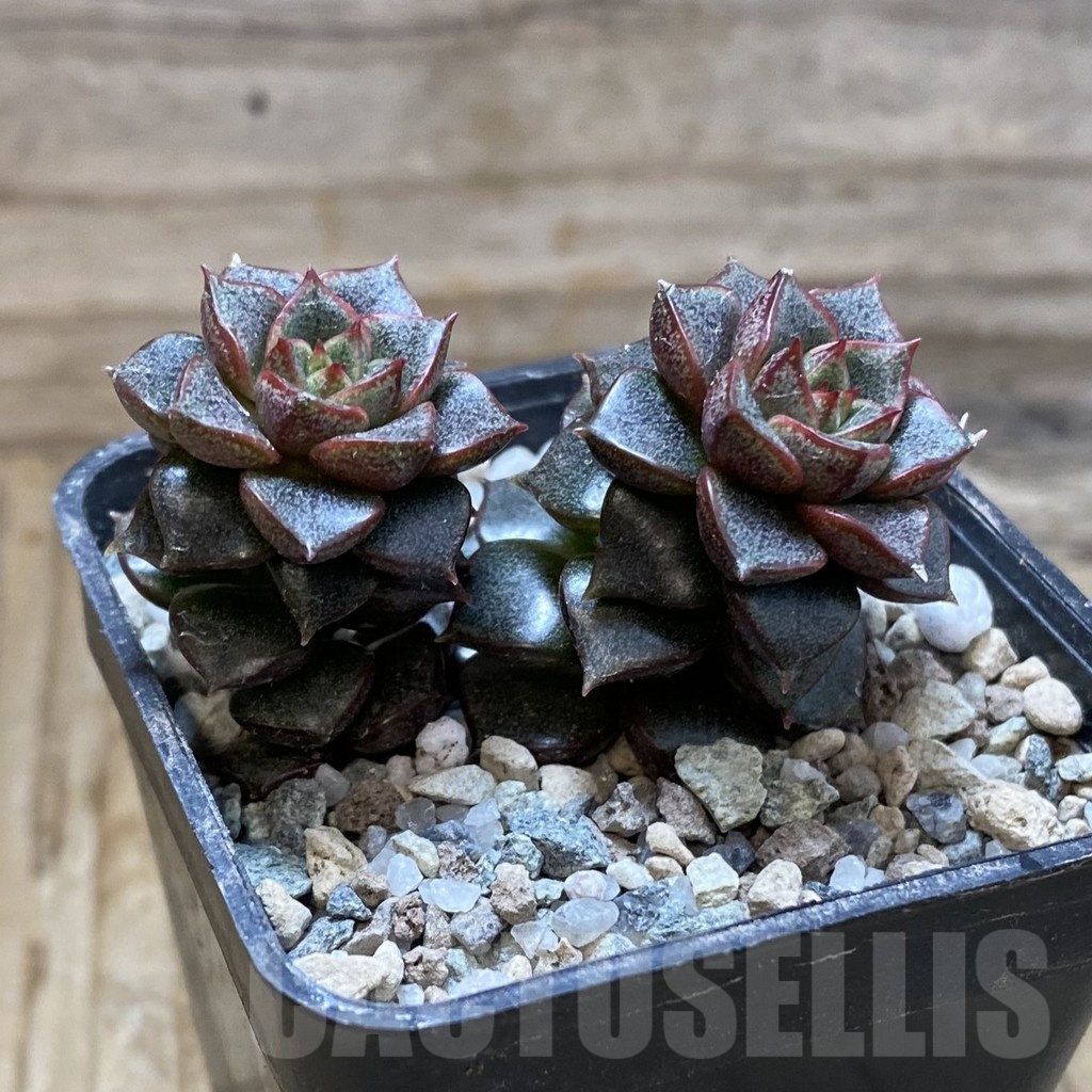 SH21415 Echeveria purpusorum hybrid - Image 2