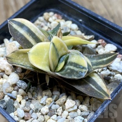 SH21418 Gasteria sp. f. variegata -Japan-