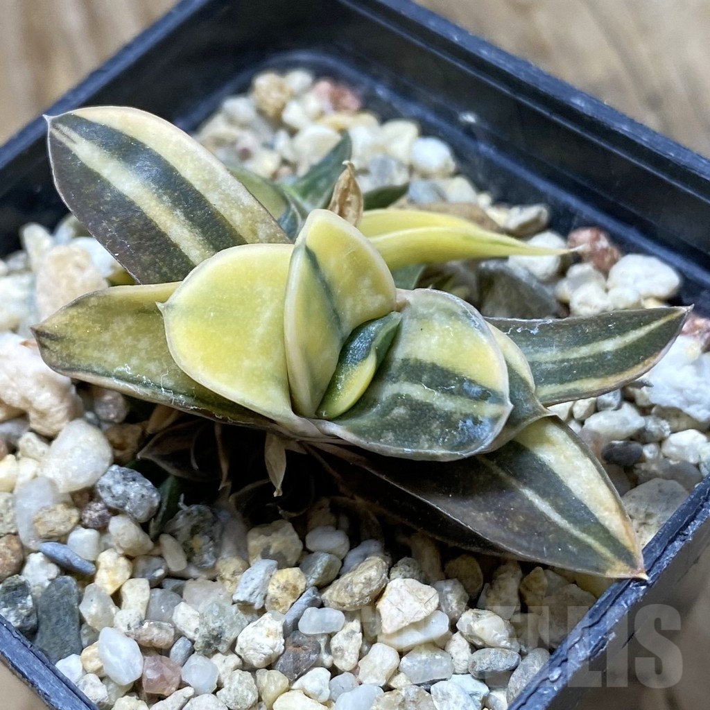SH21418 Gasteria sp. f. variegata -Japan-