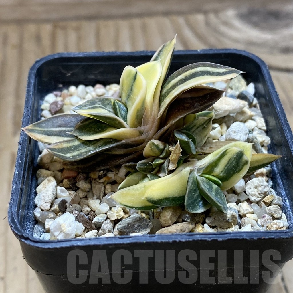 SH21418 Gasteria sp. f. variegata -Japan- - Image 2