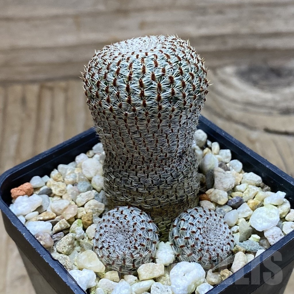 SH21419 Rebutia heliosa - Image 2