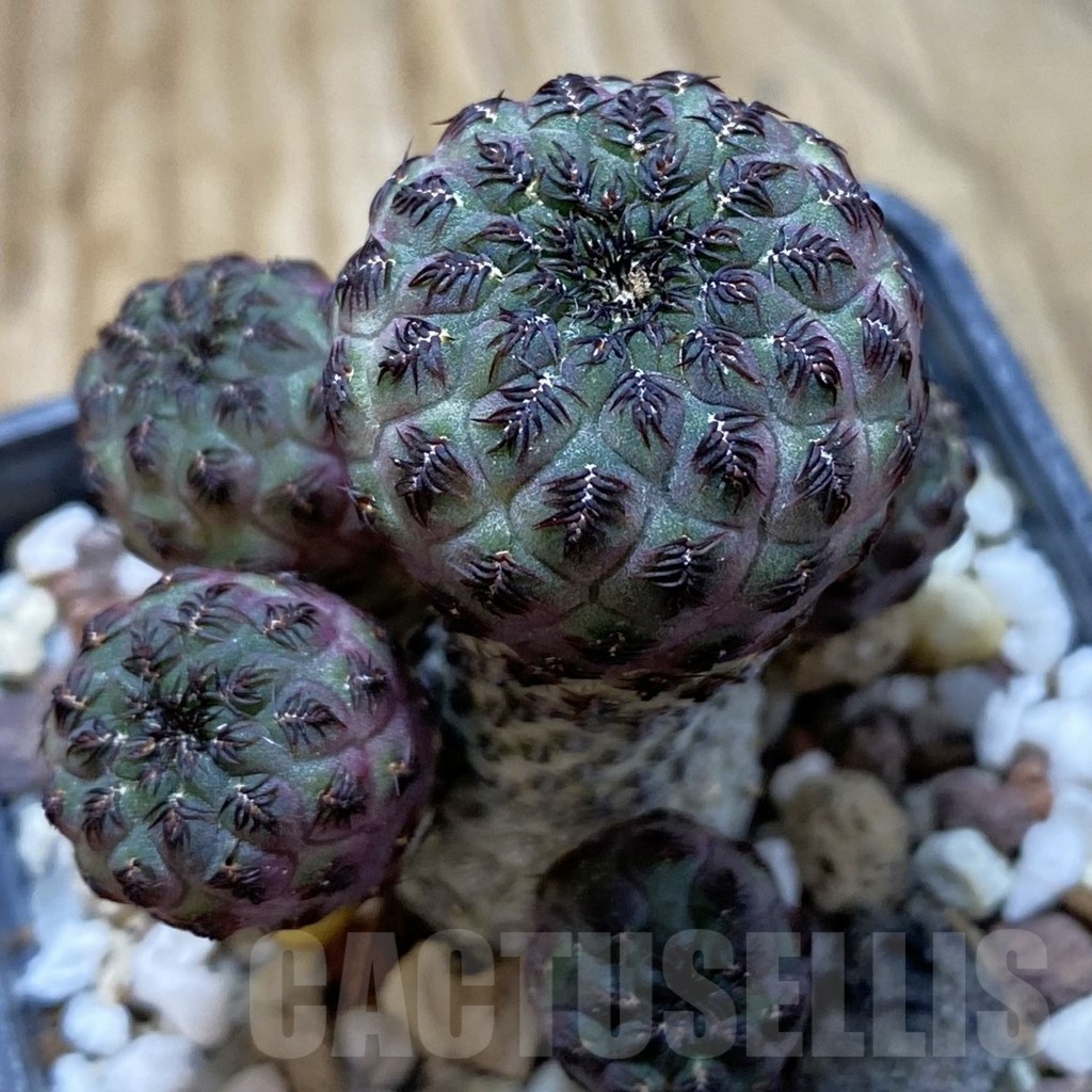 SH21421 Sulcorebutia rauschii