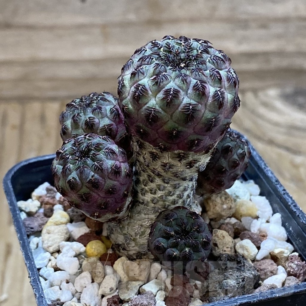 SH21421 Sulcorebutia rauschii - Image 2