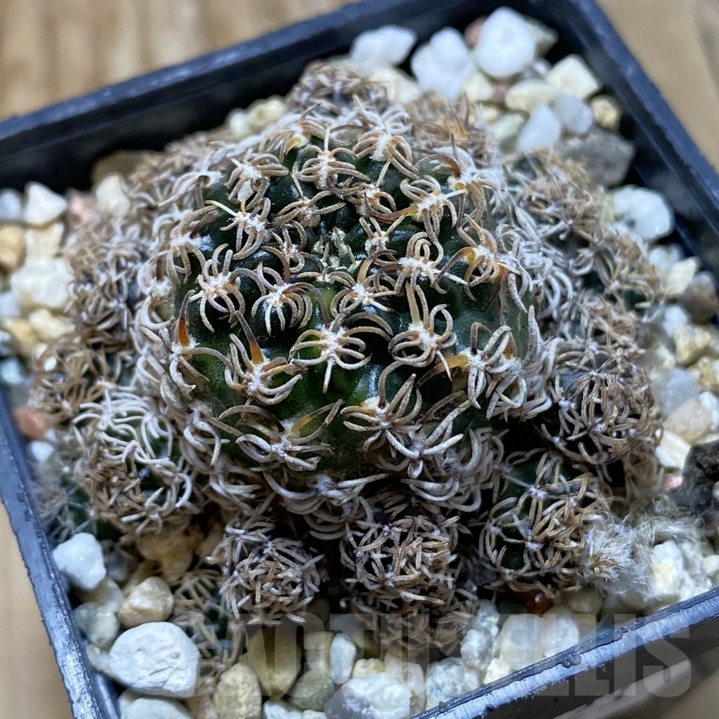 SH21423 Lobivia chilensis