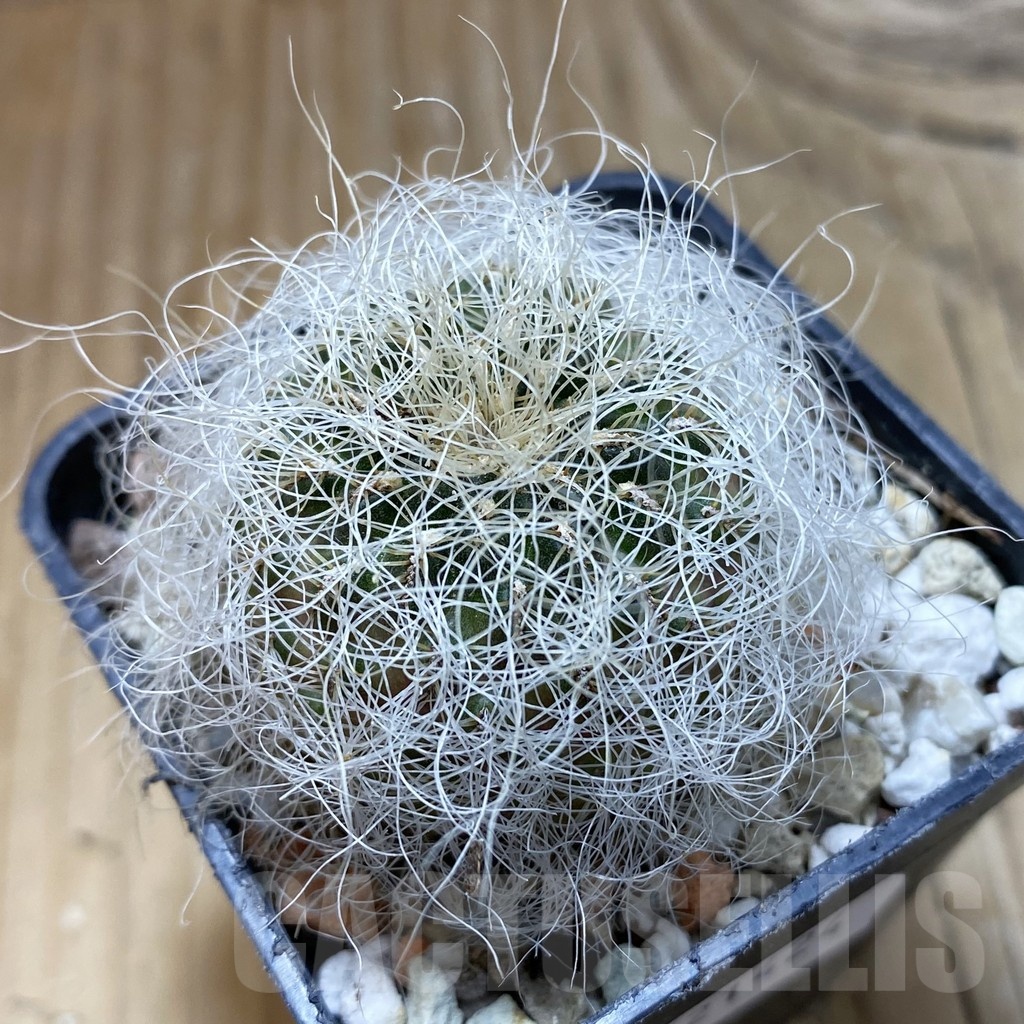 SH21424 Sulcorebutia tarabucoensis ssp. leresii