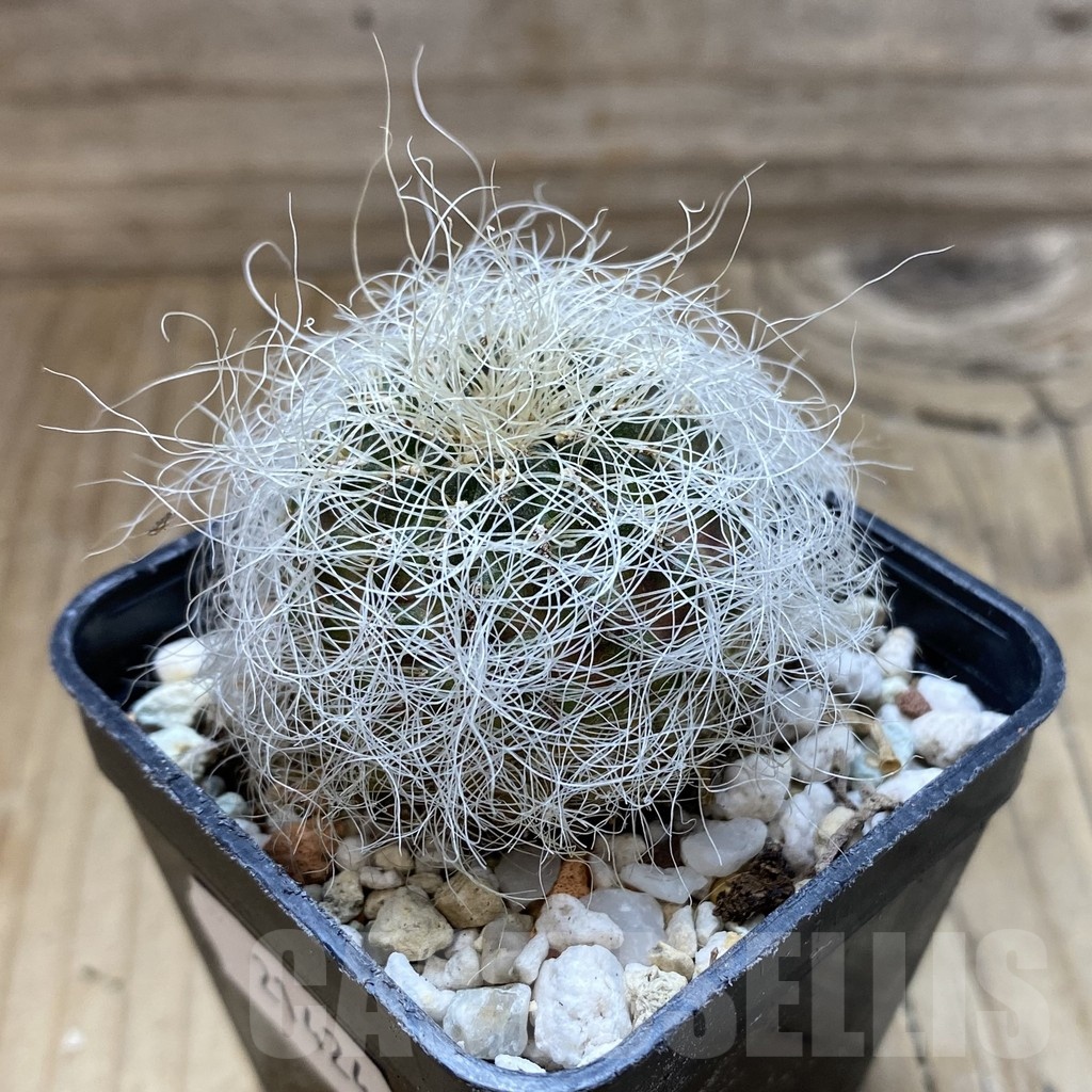 SH21424 Sulcorebutia tarabucoensis ssp. leresii - Image 2