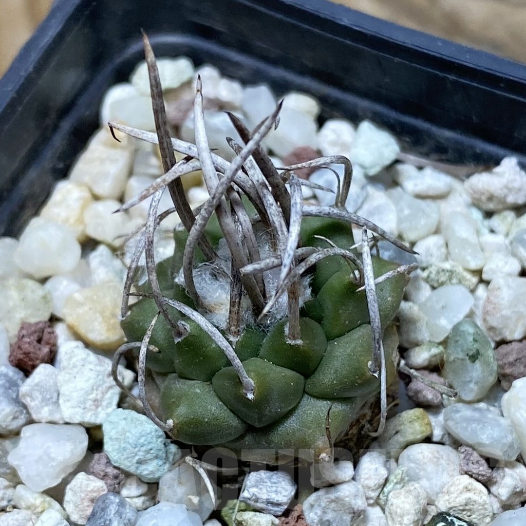 SH21429 Turbinicarpus roseiflorus, 8 years old