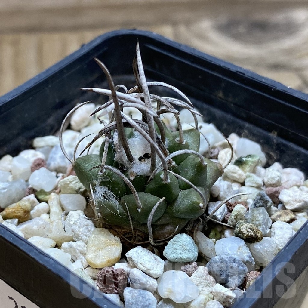 SH21429 Turbinicarpus roseiflorus, 8 years old - Image 2