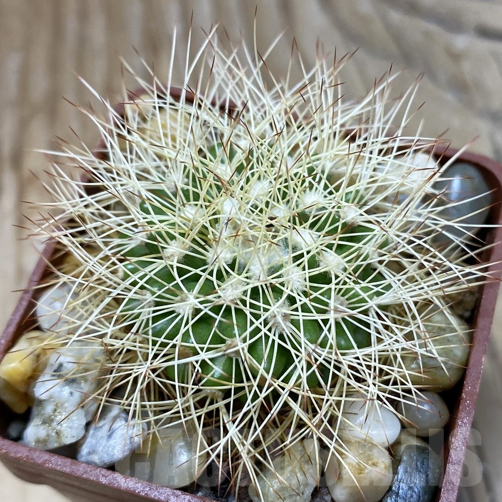 SH21435 Discocactus horstiorum MH 738, own roots