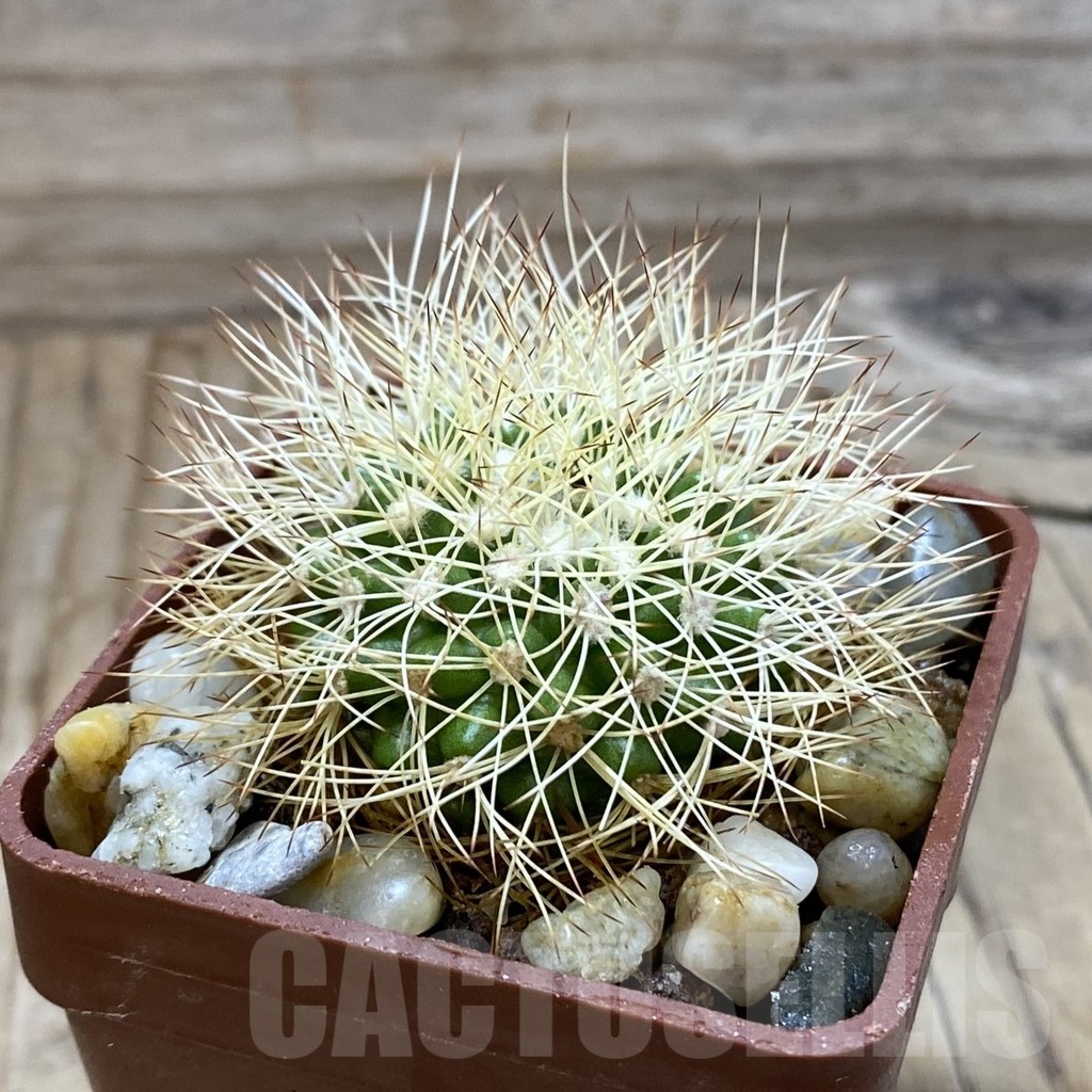 SH21435 Discocactus horstiorum MH 738, own roots - Image 2