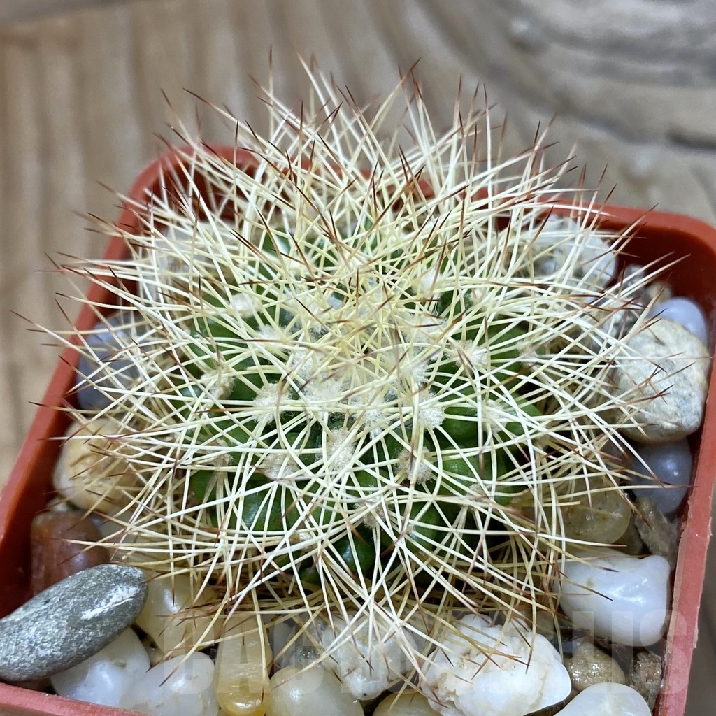 SH21436 Discocactus horstiorum MH 738, own roots