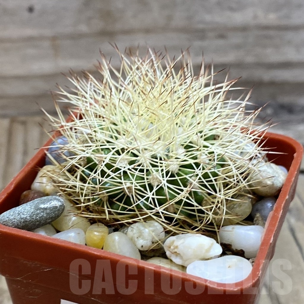 SH21436 Discocactus horstiorum MH 738, own roots - Image 2