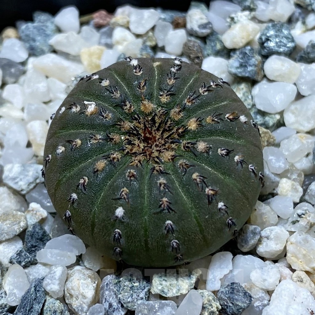 SH21440 Frailea castanea