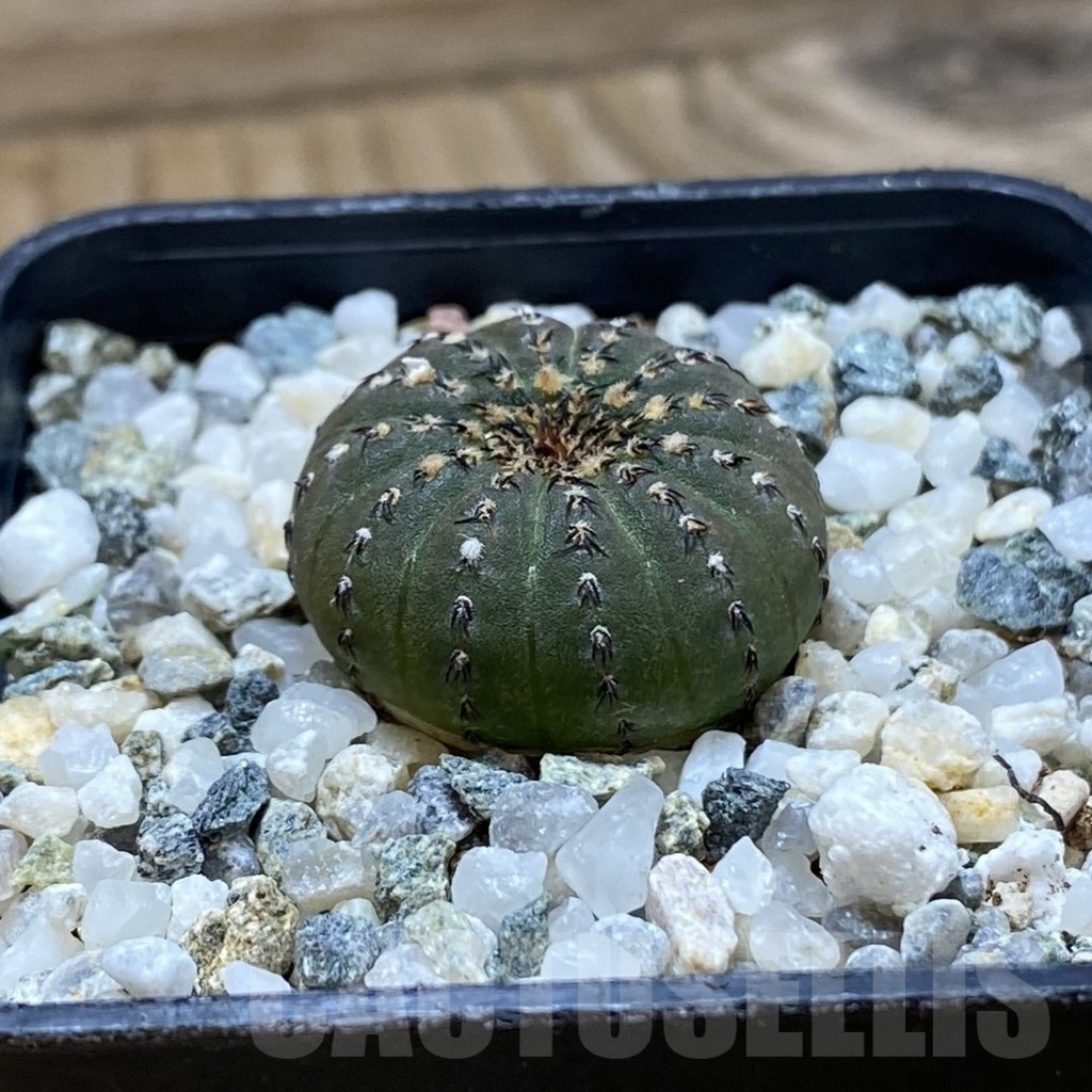 SH21440 Frailea castanea - Image 2