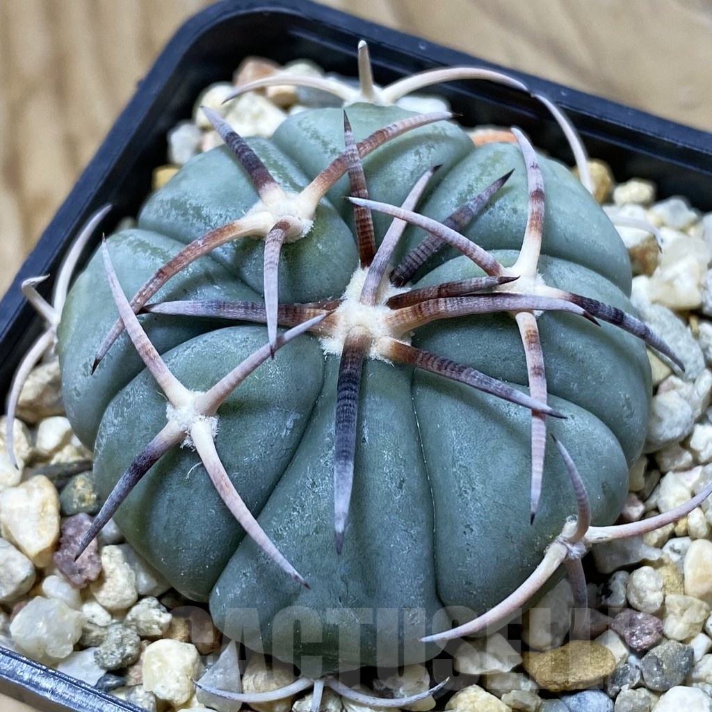 SH21641 Echinocactus horizonthalonius MR21