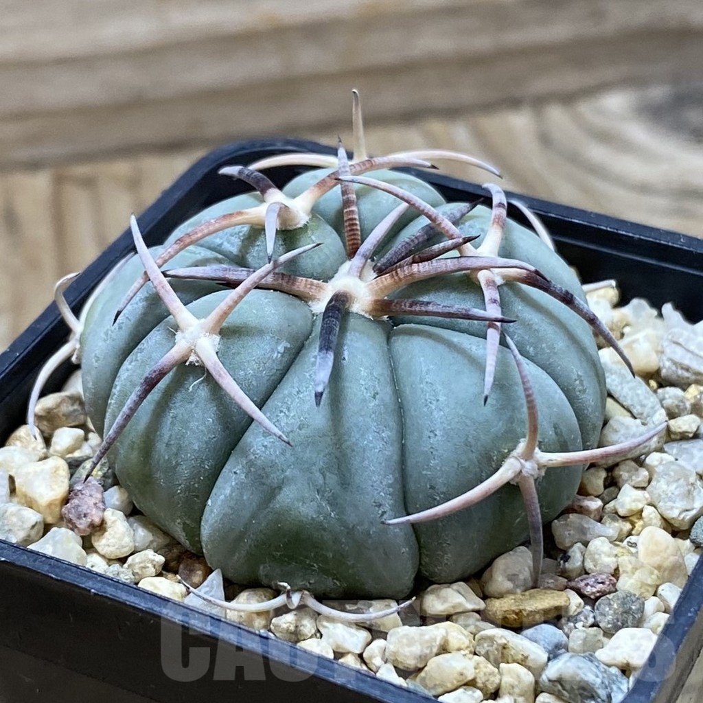 SH21641 Echinocactus horizonthalonius MR21 - Image 2