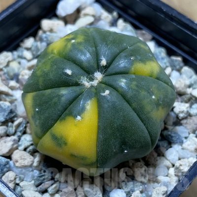 SH21649 Astrophytum asterias f. variegata