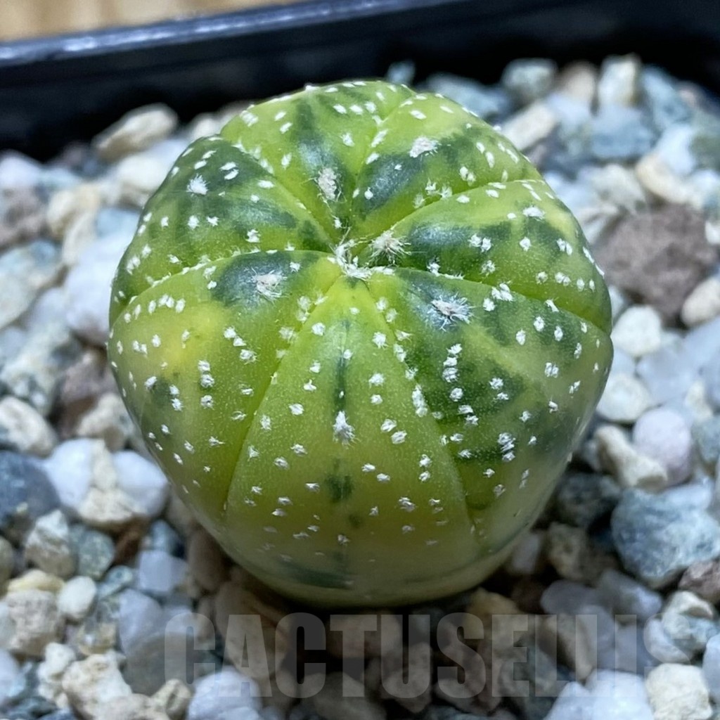 SH21650 Astrophytum asterias f. variegata