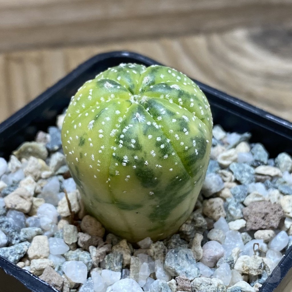 SH21650 Astrophytum asterias f. variegata - Image 2