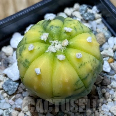 SH21653 Astrophytum asterias f. variegata