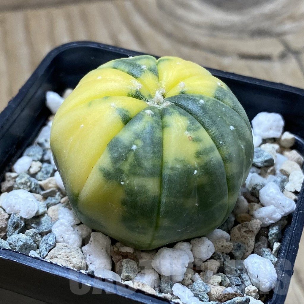 SH21654 Astrophytum asterias f. variegata - Image 2