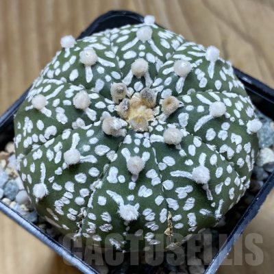 SH21659 Astrophytum asterias ‘Super Kabuto’ V-type