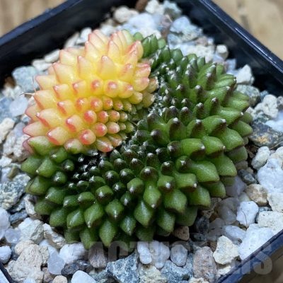SH21671 Gymnocalycium mihanovichii ‘inermis’ f. variegata