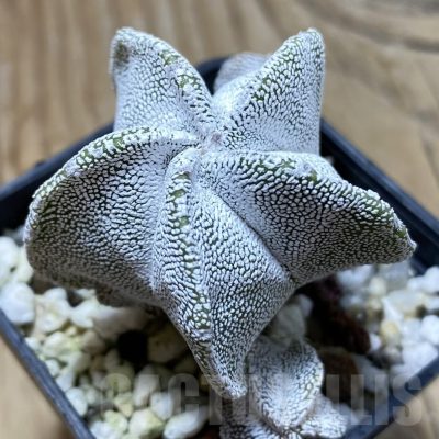 SH21608 Astrophytum myriostigma ‘Onzuka’