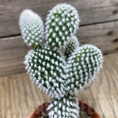 SH21615 Opuntia microdasys 'Albispina'