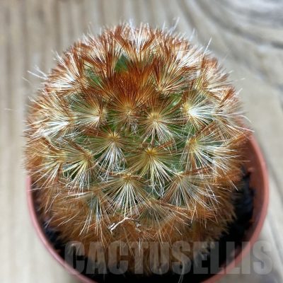SH21617 Mammillaria carmenae f. rubrispina