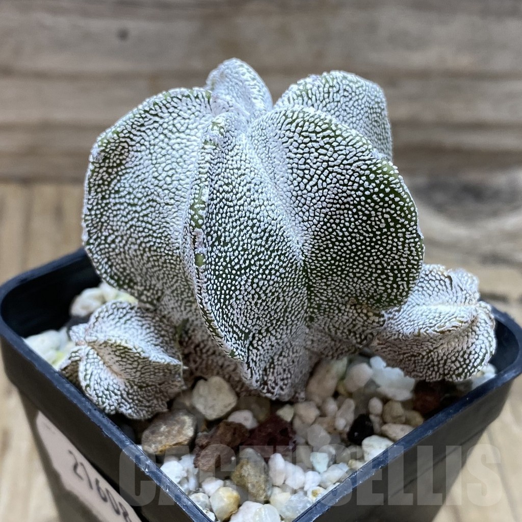 SH21608 Astrophytum myriostigma ‘Onzuka’ - Image 2