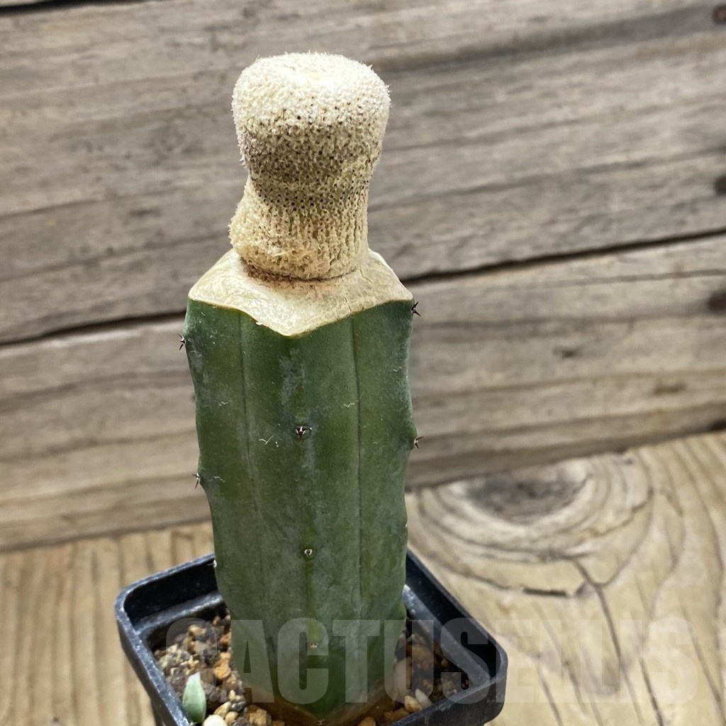 SH21618 Yavia cryptocarpa, grafted - Image 2