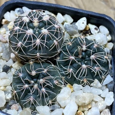 SH21622 Gymnocalycium sutterianum VG 286, 3 plants