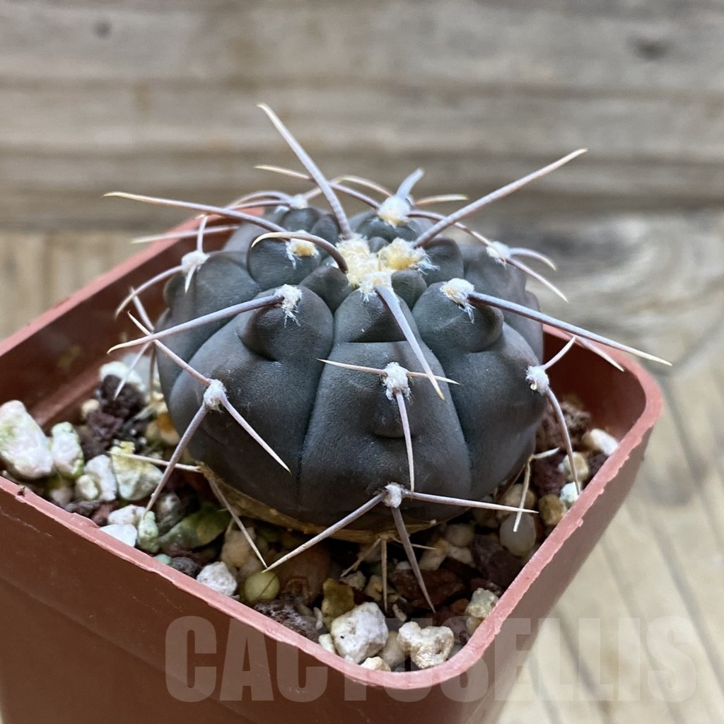 SH21623 Gymnocalycium vatteri -Long spines- - Image 2