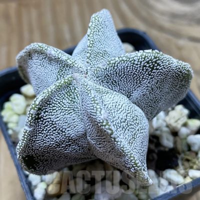 SH21609 Astrophytum myriostigma ‘Onzuka’