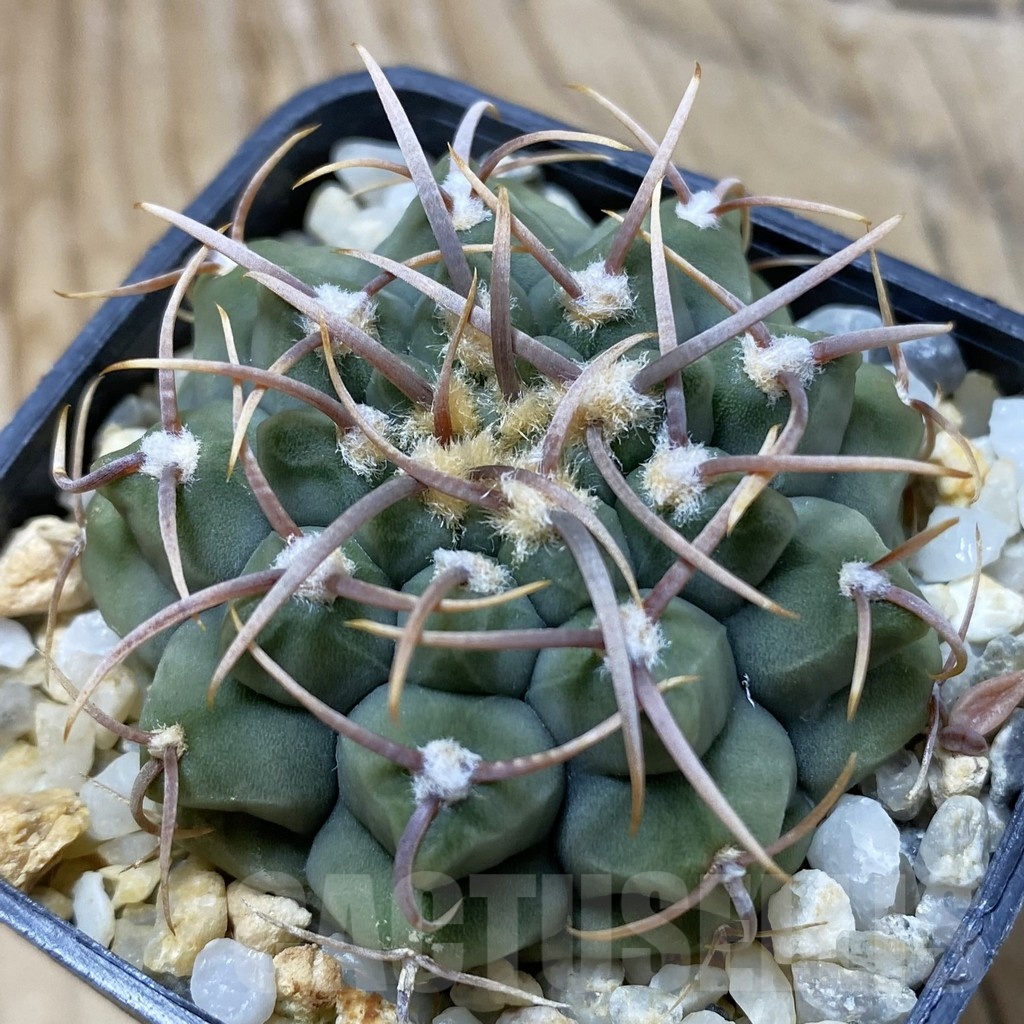SH21626 Gymnocalycium vatteri, selection
